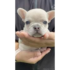 フレンチブルドッグの子犬