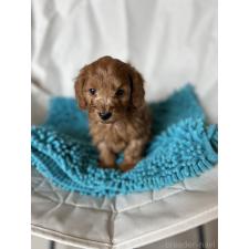 ♀︎ダップー:ミニチュアダックスフンド×トイプードル