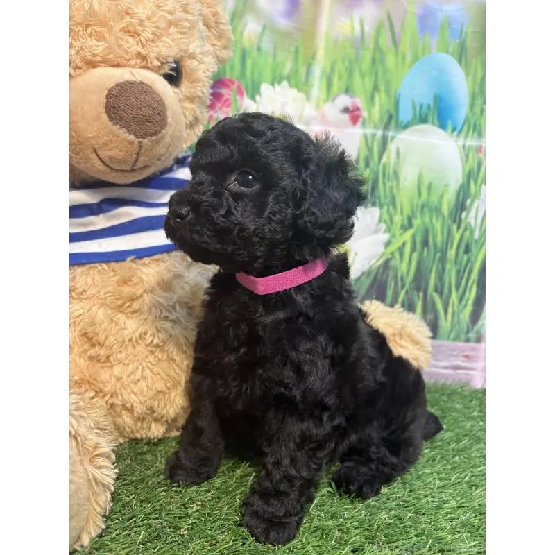 販売中の神奈川県のタイニープードル-455378の5枚目