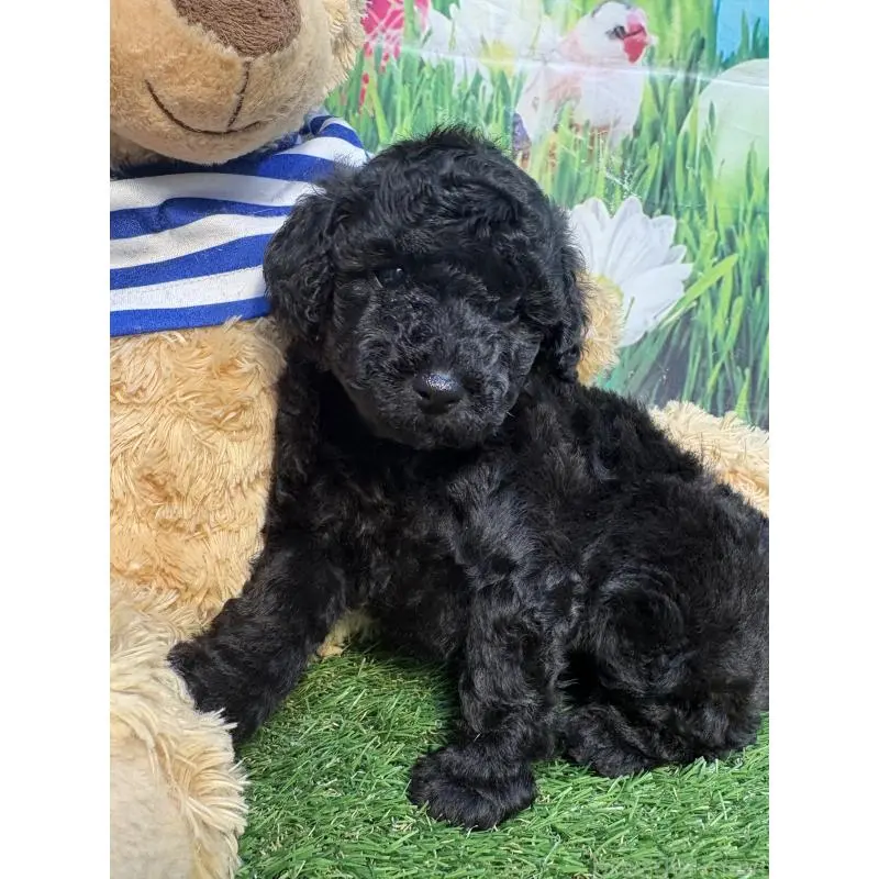 販売中の神奈川県のタイニープードル-455378の4枚目