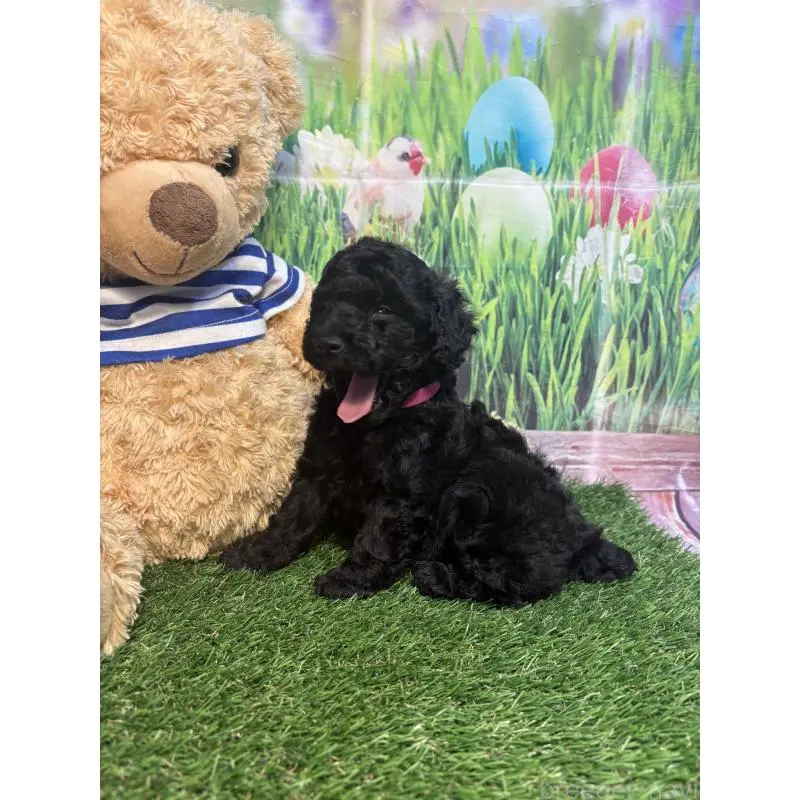 販売中の神奈川県のタイニープードル-455378の3枚目