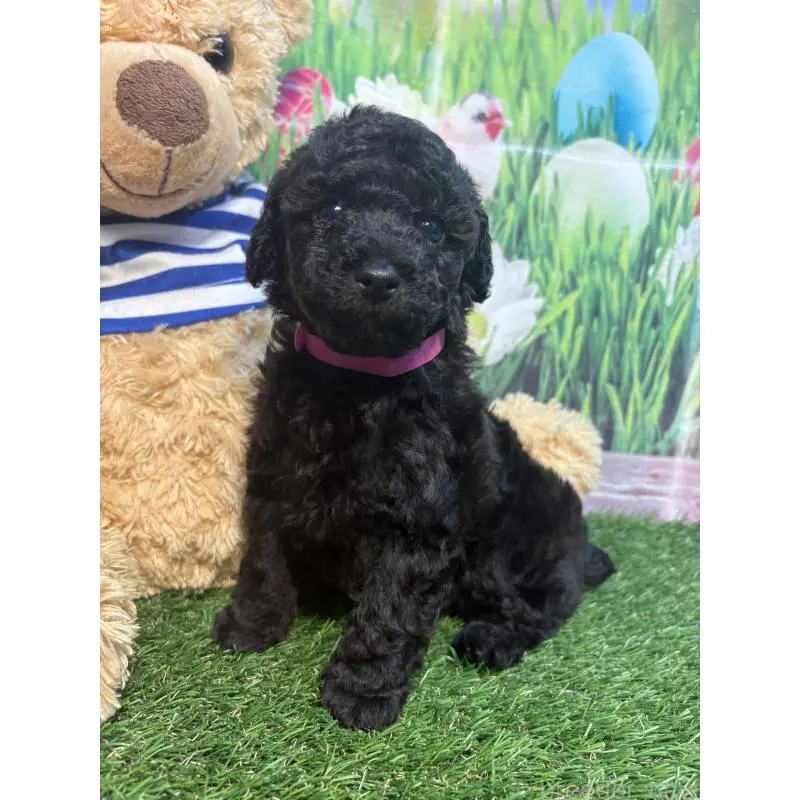 販売中の神奈川県のタイニープードル-455378の2枚目