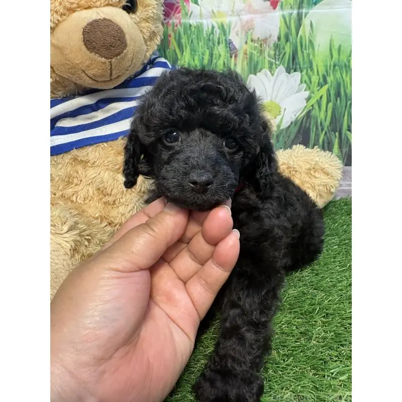 販売中の神奈川県のタイニープードル-455379の5枚目