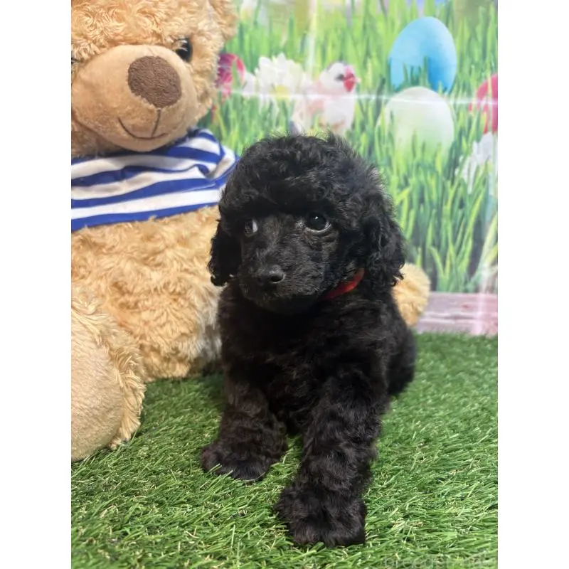 販売中の神奈川県のタイニープードル-455379の4枚目