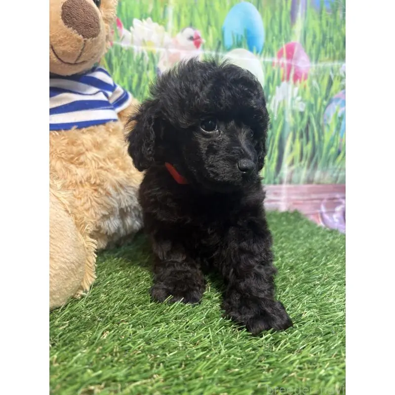 販売中の神奈川県のタイニープードル-455379の3枚目