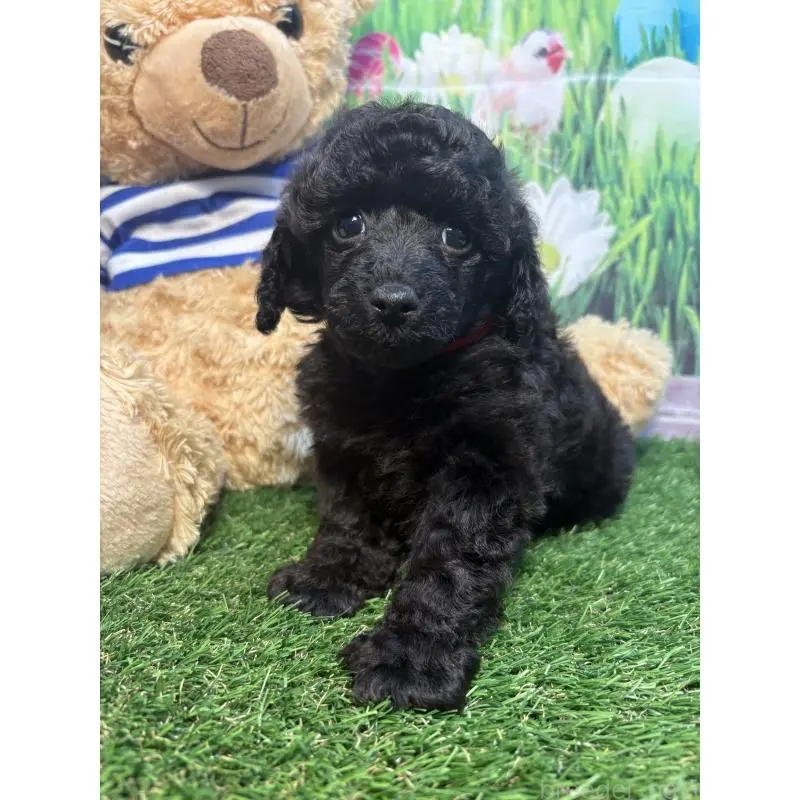 販売中の神奈川県のタイニープードル-455379の2枚目