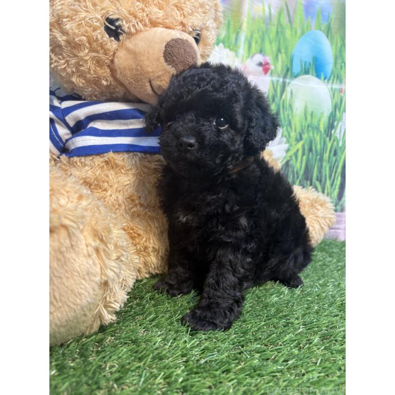 販売中の神奈川県のタイニープードル-455381の5枚目