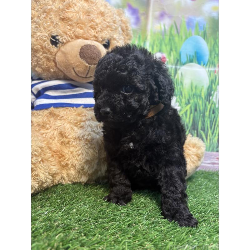 販売中の神奈川県のタイニープードル-455381の4枚目