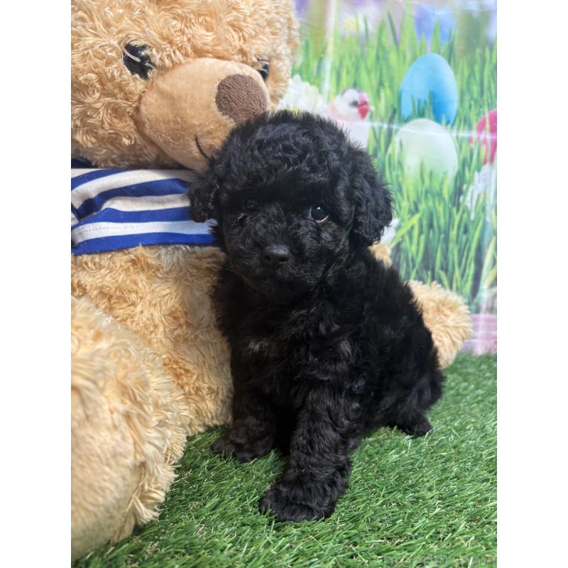 販売中の神奈川県のタイニープードル-455381の3枚目