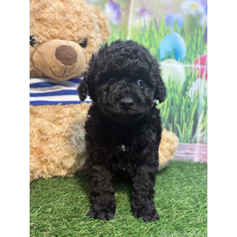 販売中の神奈川県のタイニープードル-455381の2枚目