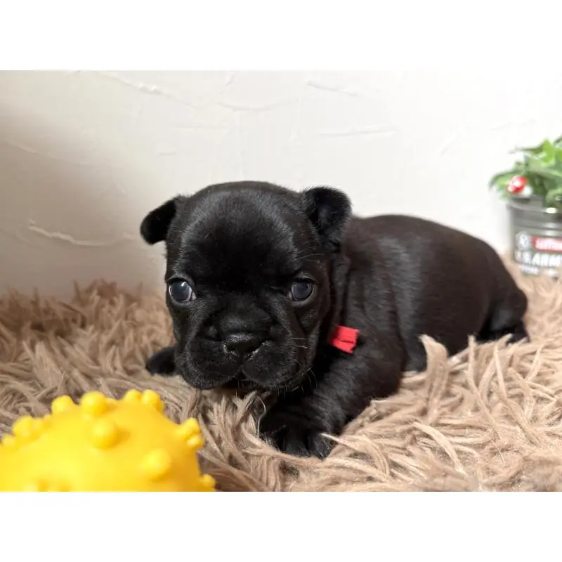 販売中の徳島県のフレンチブルドッグ-455382の6枚目