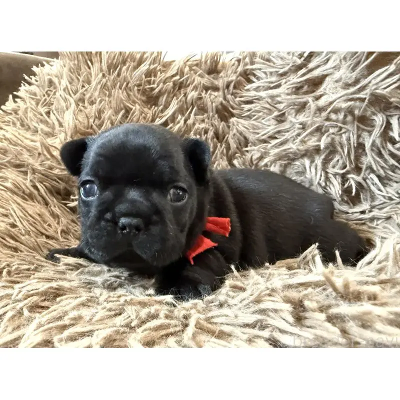 販売中の徳島県のフレンチブルドッグ-455382の5枚目