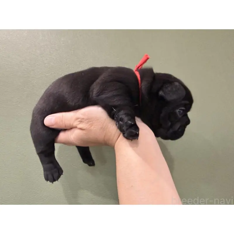 販売中の徳島県のフレンチブルドッグ-455382の4枚目