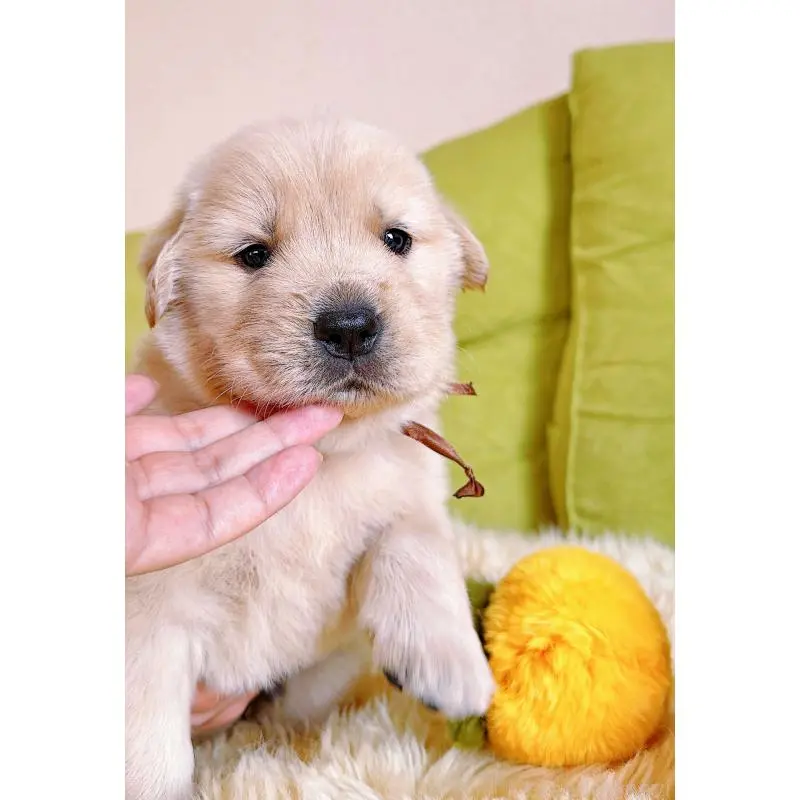 販売中の岐阜県のゴールデンレトリーバー-455383の14枚目