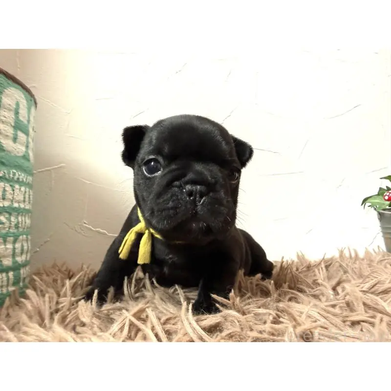 販売中の徳島県のフレンチブルドッグ-455384の6枚目