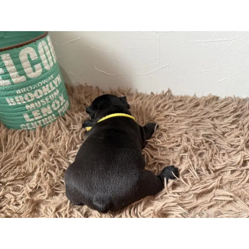 販売中の徳島県のフレンチブルドッグ-455384の5枚目