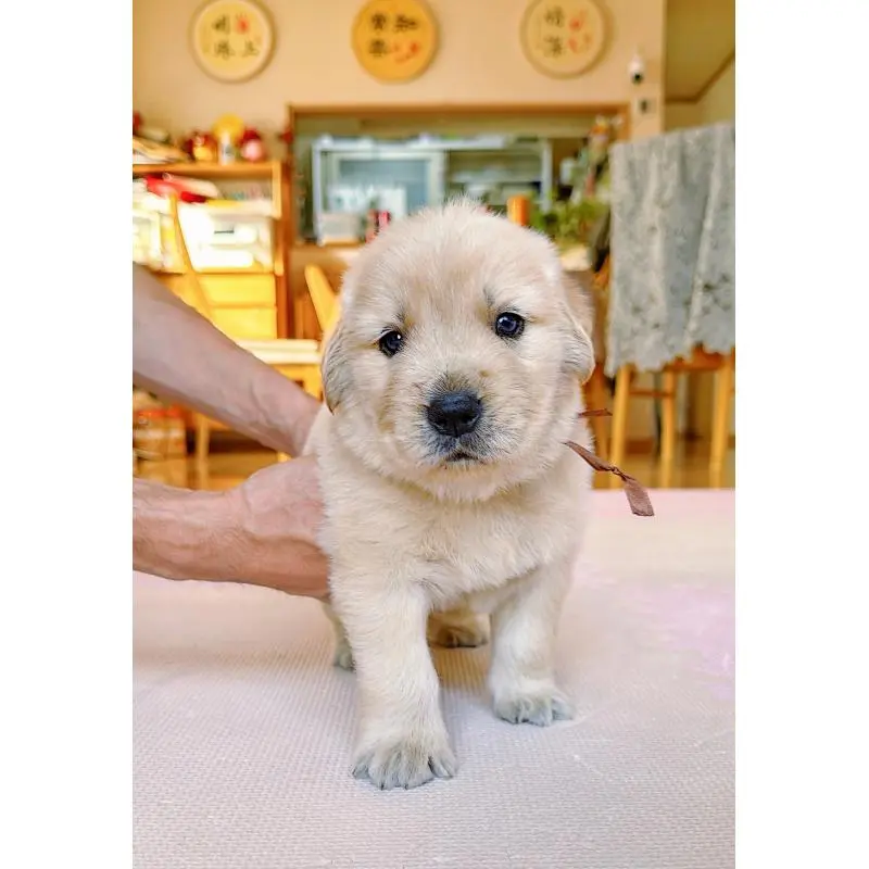 販売中の岐阜県のゴールデンレトリーバー-455383の13枚目