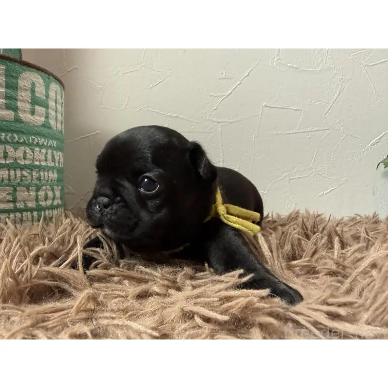 販売中の徳島県のフレンチブルドッグ-455384の4枚目