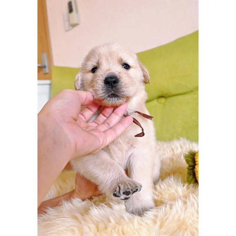 販売中の岐阜県のゴールデンレトリーバー-455383の12枚目