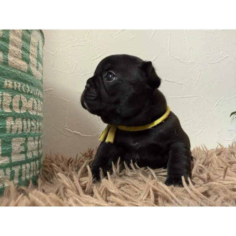 販売中の徳島県のフレンチブルドッグ-455384の3枚目