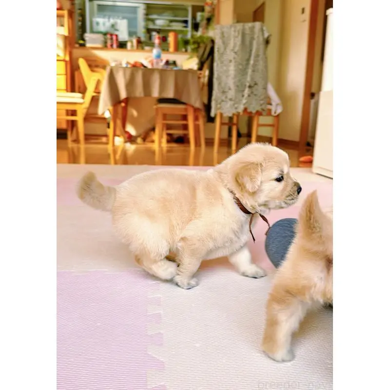 販売中の岐阜県のゴールデンレトリーバー-455383の11枚目