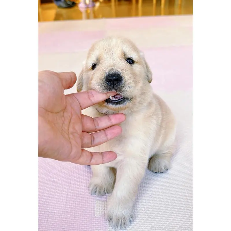 販売中の岐阜県のゴールデンレトリーバー-455383の10枚目