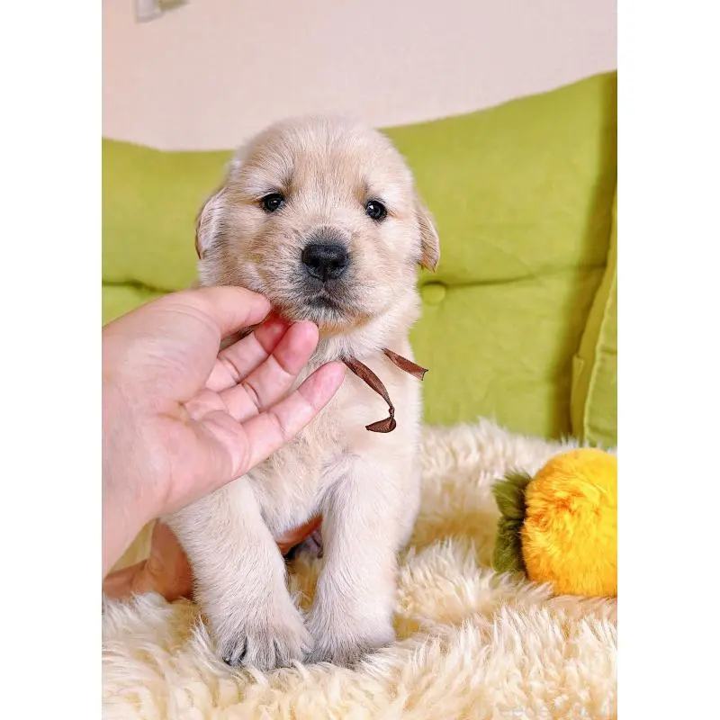 販売中の岐阜県のゴールデンレトリーバー-455383の9枚目