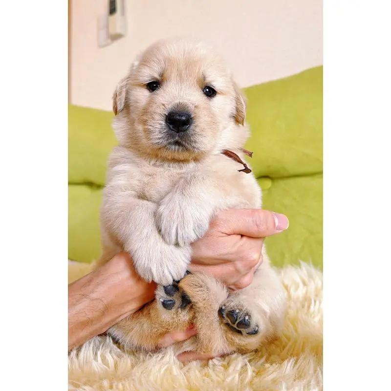 販売中の岐阜県のゴールデンレトリーバー-455383の8枚目