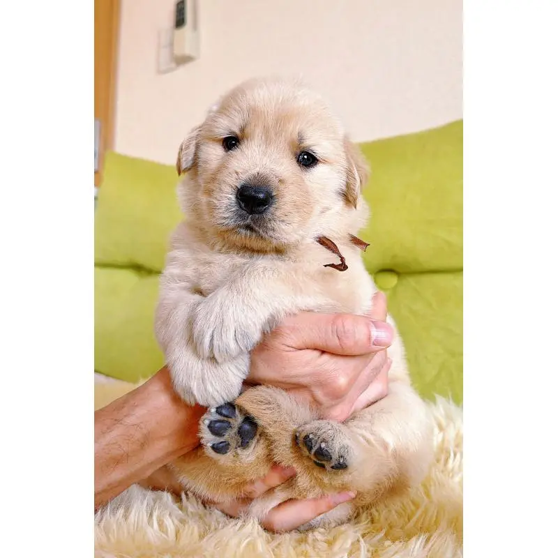 販売中の岐阜県のゴールデンレトリーバー-455383の7枚目