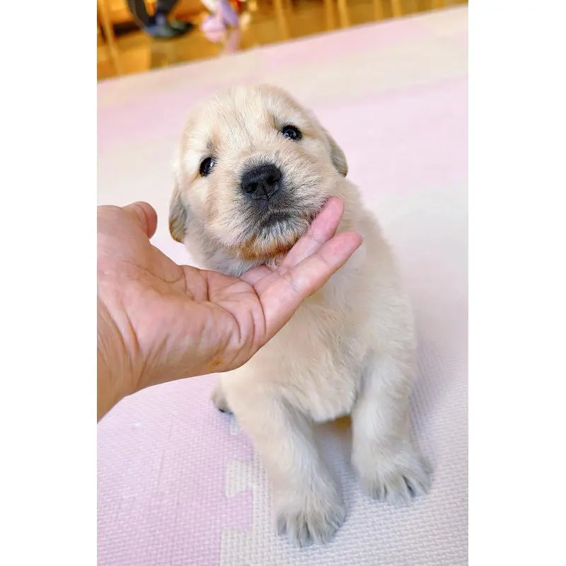 販売中の岐阜県のゴールデンレトリーバー-455383の6枚目