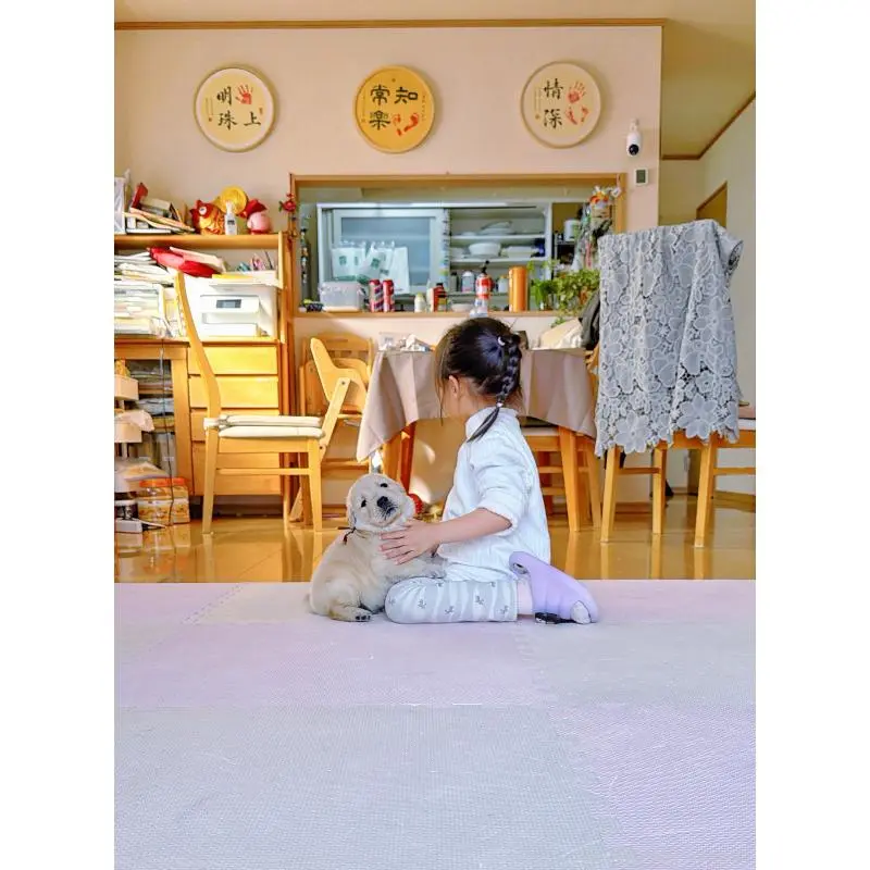 販売中の岐阜県のゴールデンレトリーバー-455383の5枚目