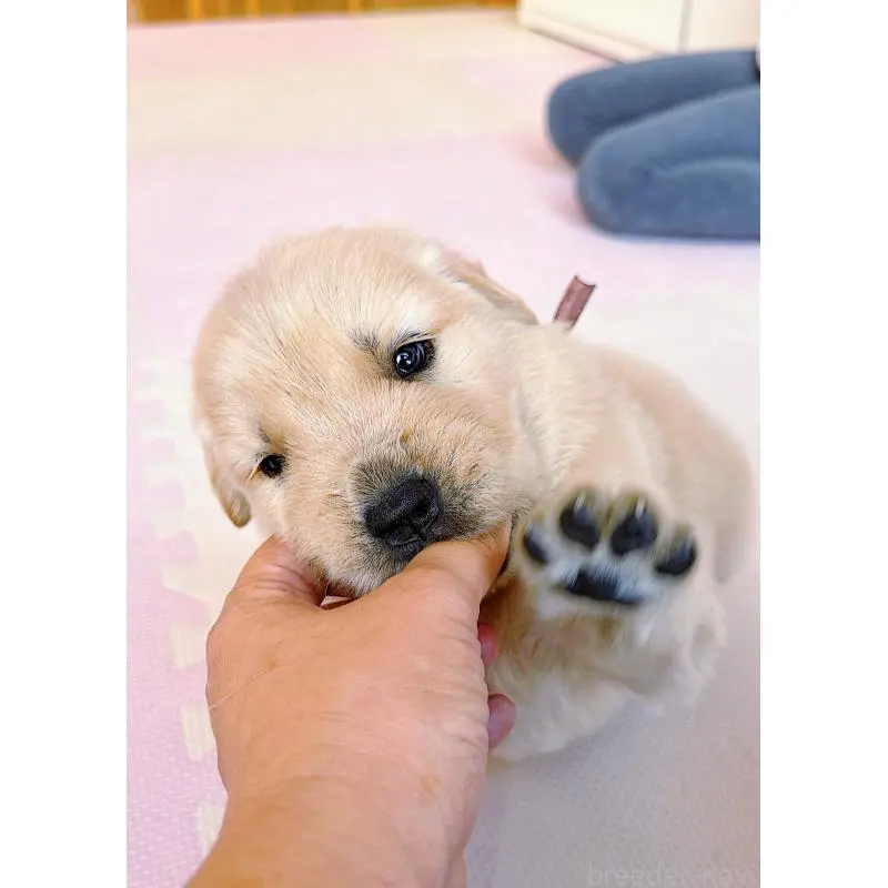 販売中の岐阜県のゴールデンレトリーバー-455383の4枚目