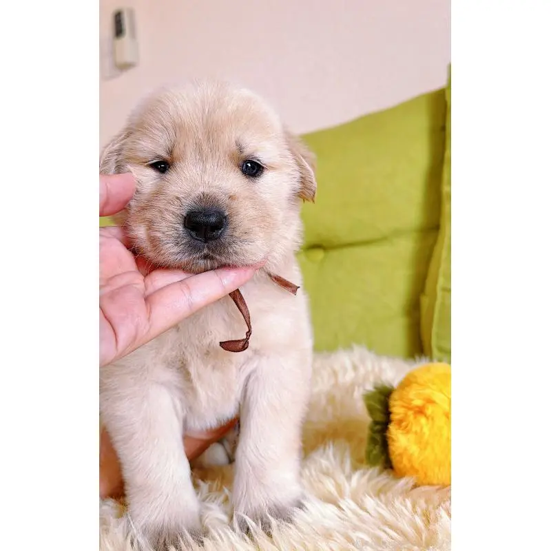 販売中の岐阜県のゴールデンレトリーバー-455383の3枚目