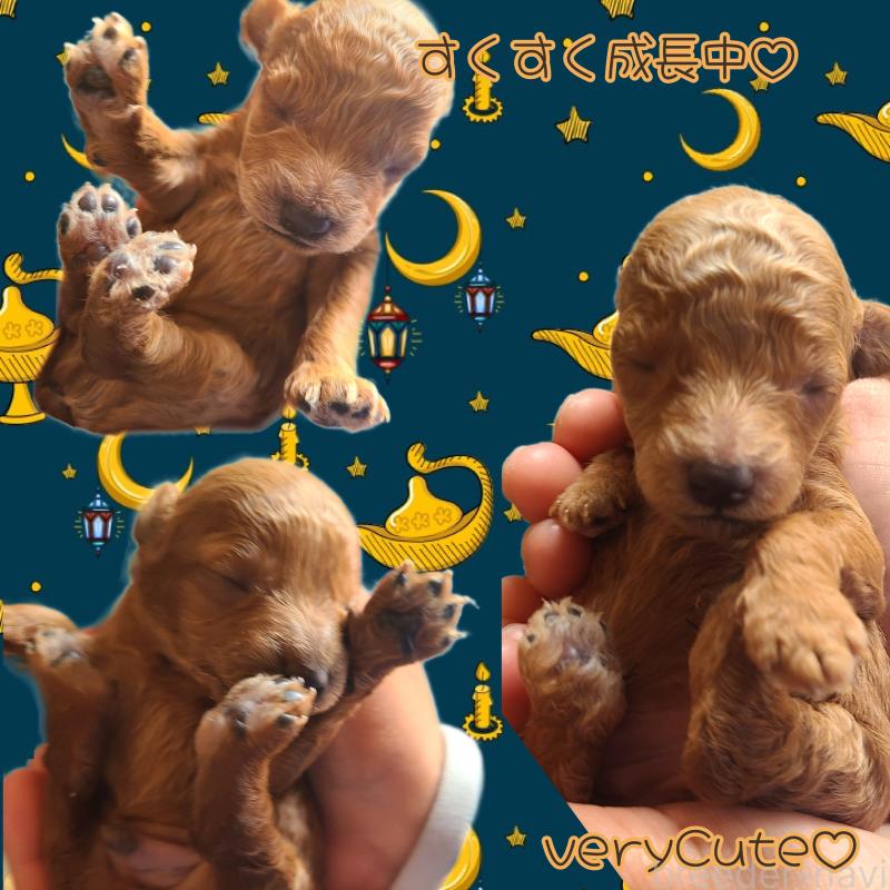 販売中の熊本県のタイニープードル-454812