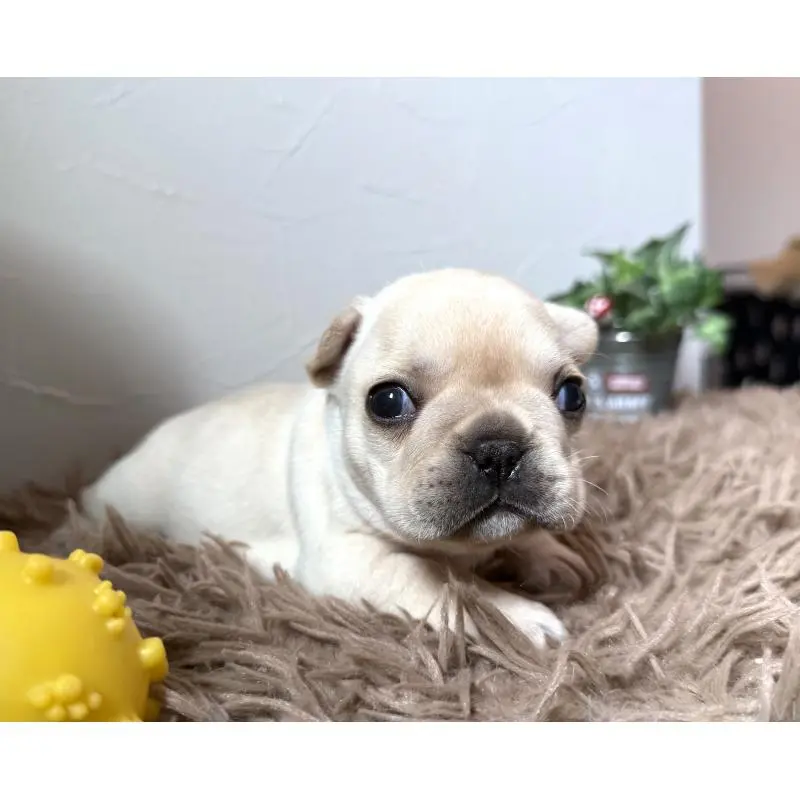 販売中の徳島県のフレンチブルドッグ-455385の7枚目