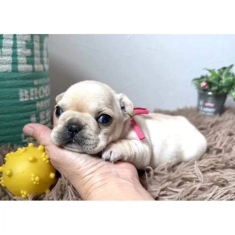 販売中の徳島県のフレンチブルドッグ-455385の6枚目