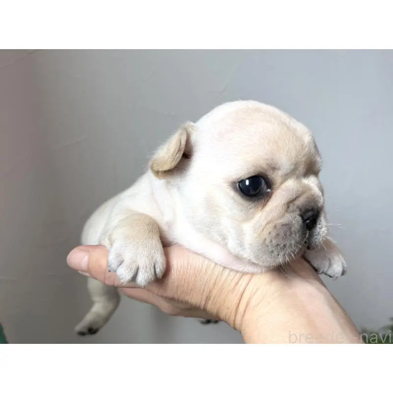 販売中の徳島県のフレンチブルドッグ-455385の5枚目