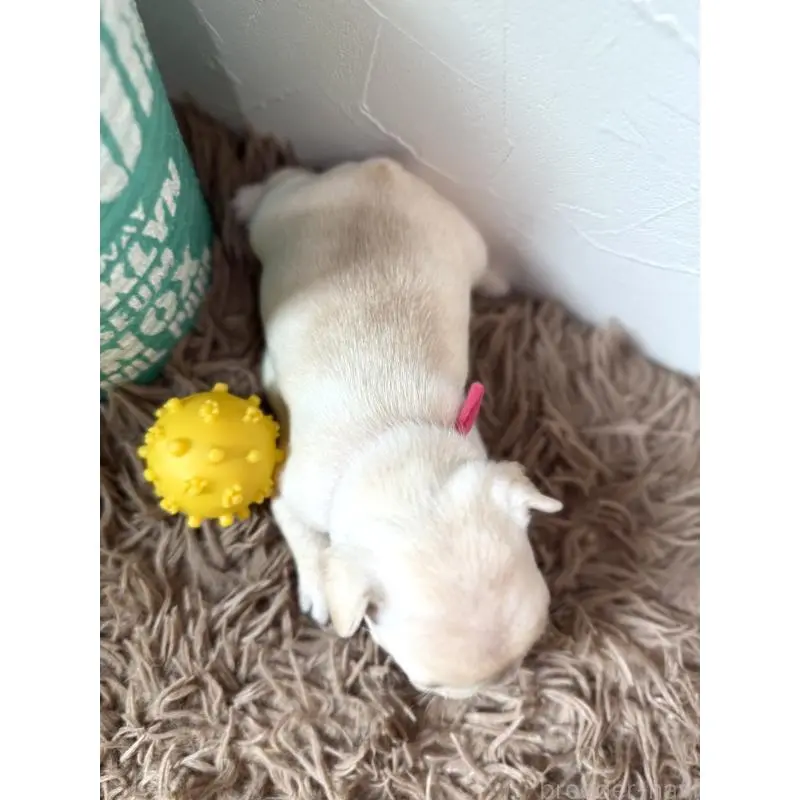 販売中の徳島県のフレンチブルドッグ-455385の4枚目