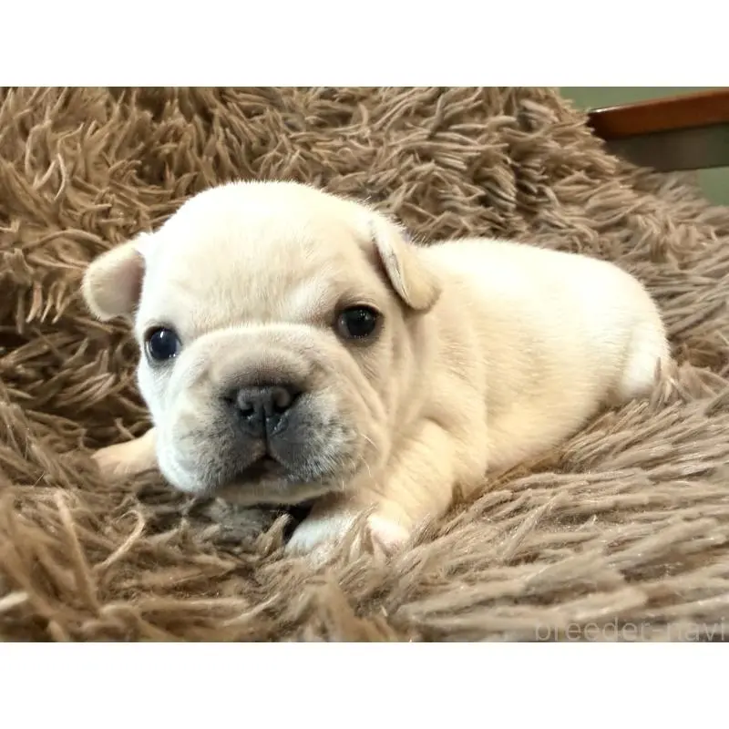 販売中の徳島県のフレンチブルドッグ-455387の7枚目