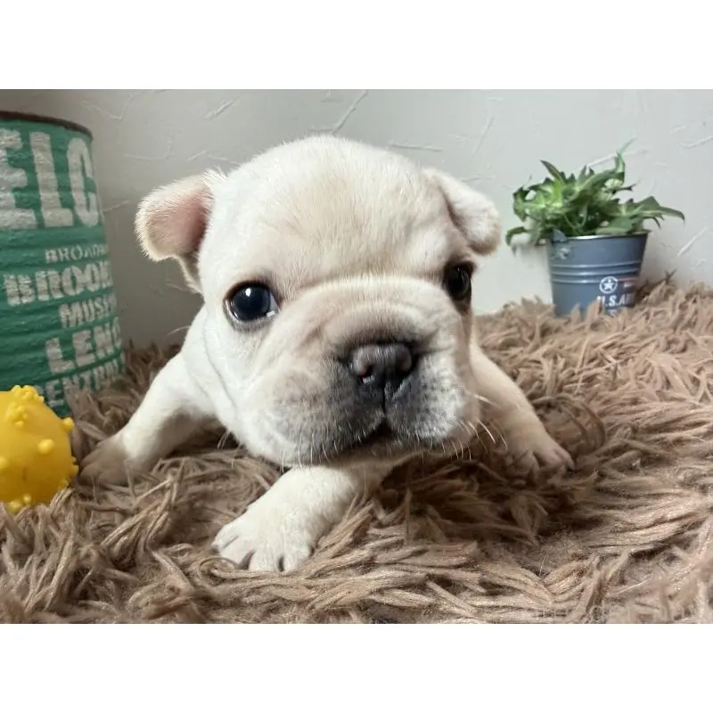 販売中の徳島県のフレンチブルドッグ-455387の5枚目