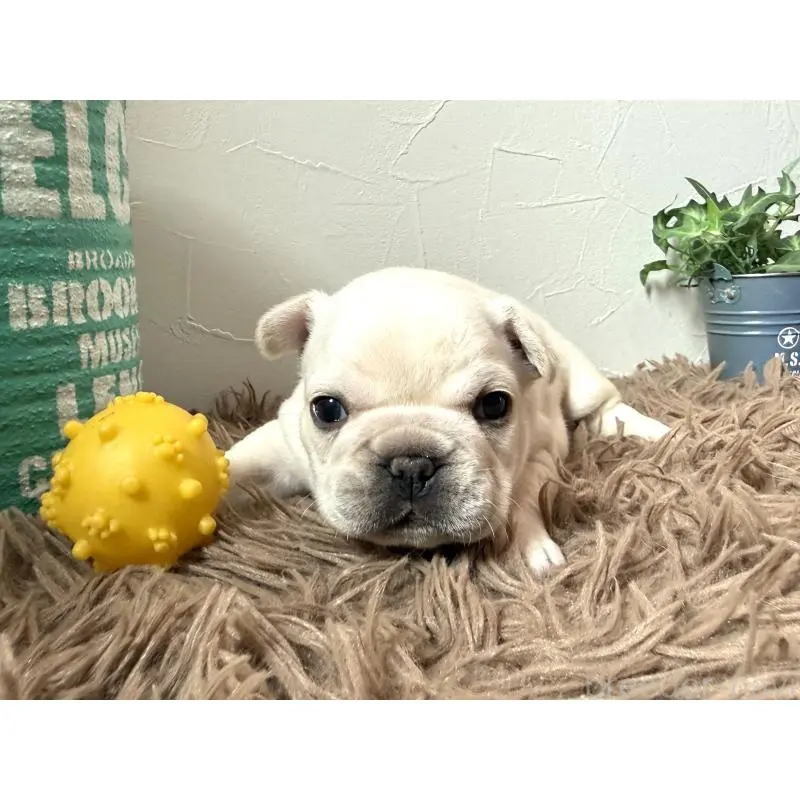 販売中の徳島県のフレンチブルドッグ-455387の4枚目