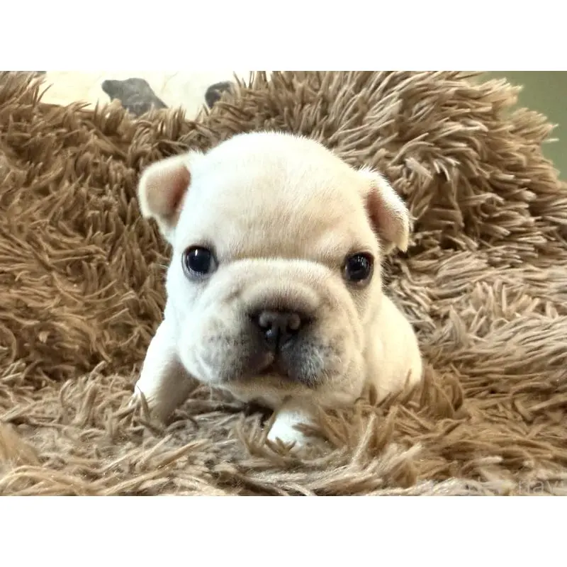 販売中の徳島県のフレンチブルドッグ-455387の3枚目