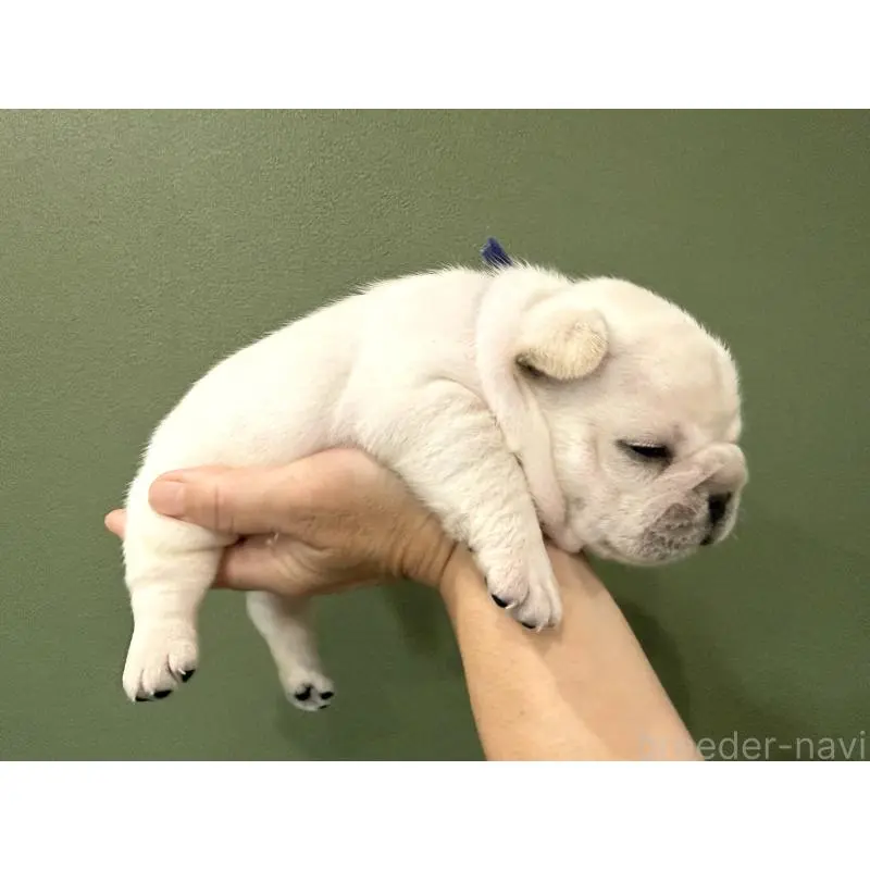 販売中の徳島県のフレンチブルドッグ-455387の2枚目