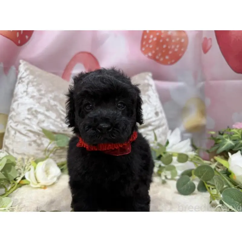 販売中の埼玉県のトイプードル-455388の4枚目