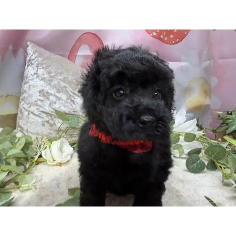 販売中の埼玉県のトイプードル-455388の3枚目