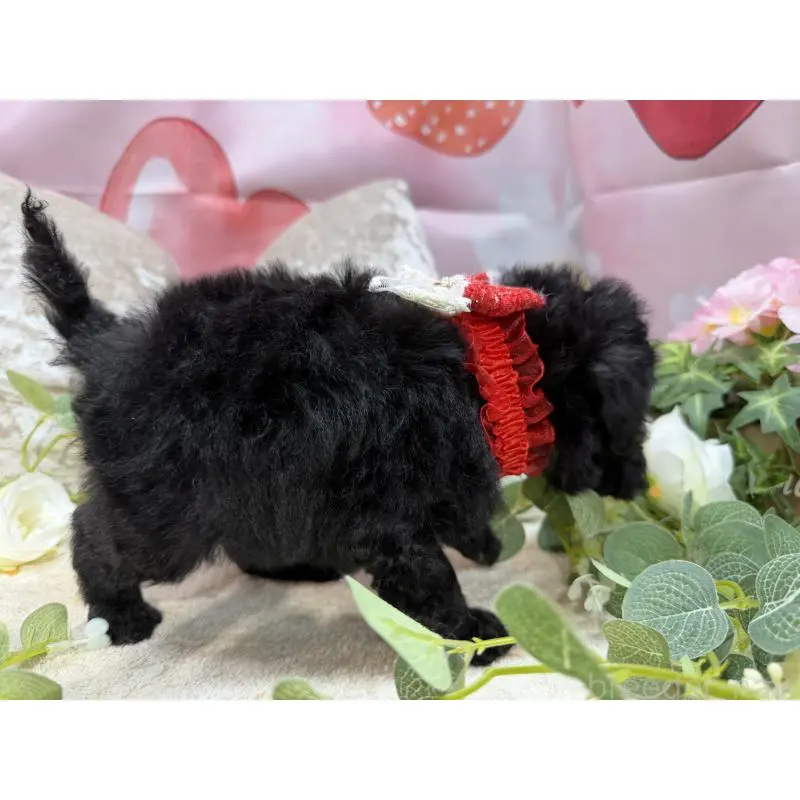 販売中の埼玉県のトイプードル-455388の2枚目