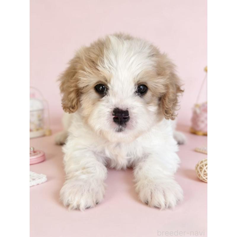 販売中の茨城県のミックス犬-452679