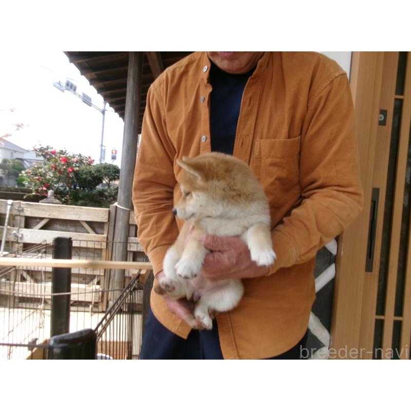 販売中の佐賀県の豆柴-453351の5枚目