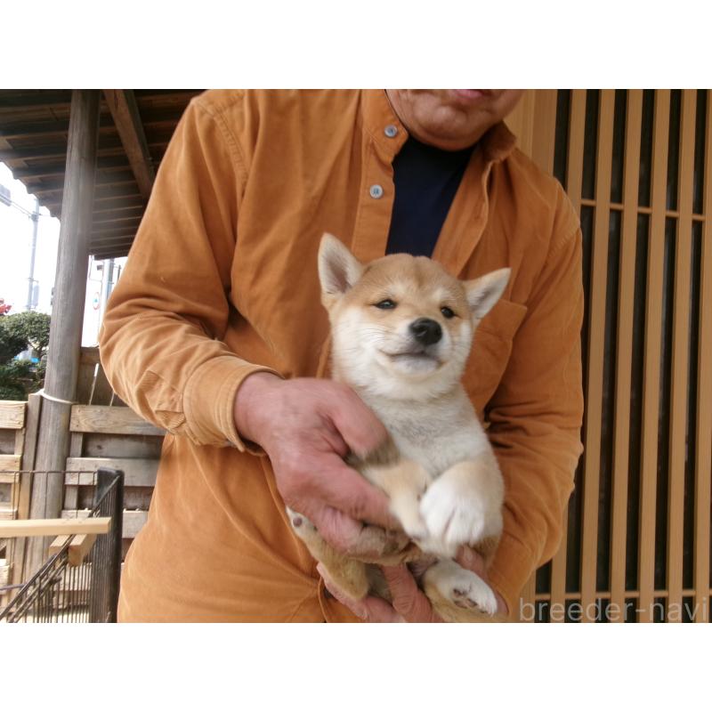 販売中の佐賀県の豆柴-453351の4枚目