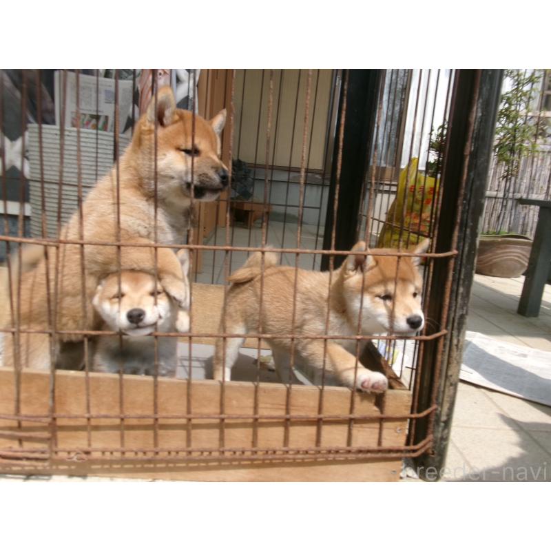 販売中の佐賀県の豆柴-453351の3枚目